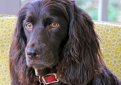 Бойкин-спаниель / Boykin Spaniel