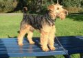 Вельштерьер (Уэльский терьер, вельш-терьер) / Welsh Terrier (Welshie)