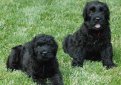 Черный терьер (Русский черный терьер) / Black Russian Terrier (Russkiy Chernniy Terrier)