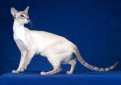 Колорпойнт / Colorpoint Cat Колорпойнт / Colorpoint Cat