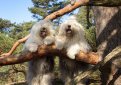 Бобтейл (Староанглийская овчарка) / Bobtail (Old English Sheepdog)