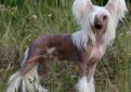 Китайская хохлатая собака / Chinese Crested Dog (Chinese Crested)