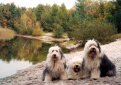 Бобтейл (Староанглийская овчарка) / Bobtail (Old English Sheepdog)