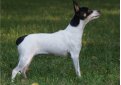 Американский той-фокстерьер / American Toy Fox Terrier