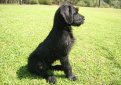 Ризеншнауцер (Гигантский шнауцер) / Riesenschnauzer (Giant Schnauzer)