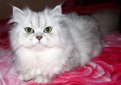 Шиншилла / Chinchilla Cat