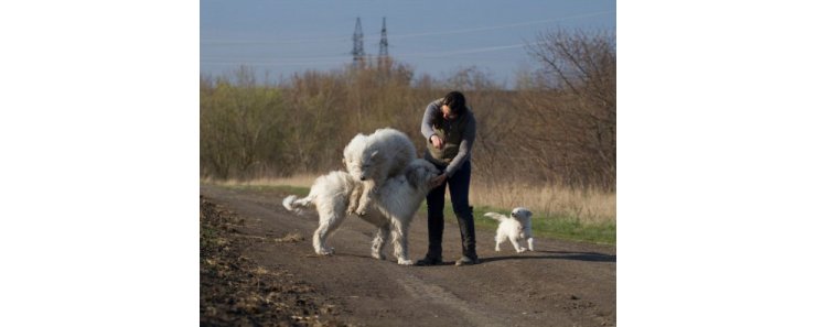 Трюк для собак «Чехарда»