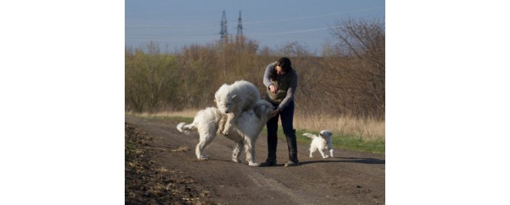 Трюк для собак «Чехарда»