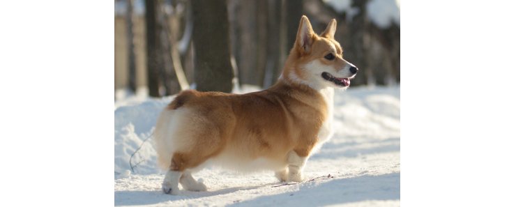 Вельш корги пемброк (Пемброк вельш корги) / Pembroke Welsh Corgi