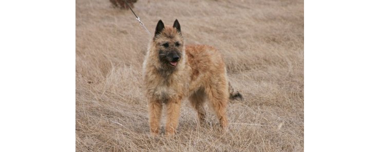 Лакенуа / Belgian Sheepdog (Laekenois, Laekense, Laeken, Chien de Berger Belge)