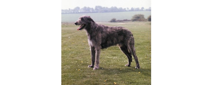 Ирландский волкодав / Irish Wolfhound