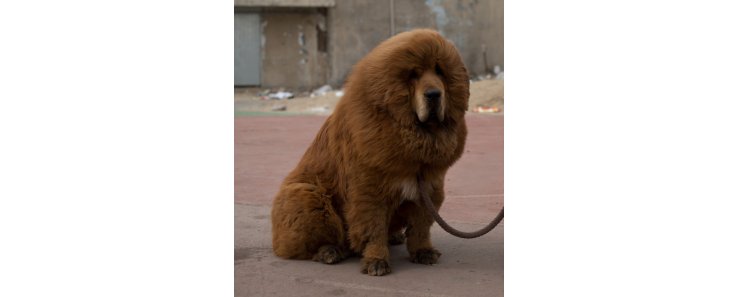 Тибетский мастифф (Тибетский дог) / Tibetan Mastiff (Do-Khyi)