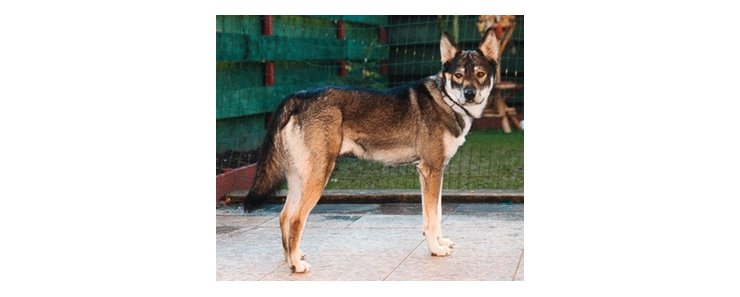 Американская индейская собака / Native American Indian Dog (NAID)