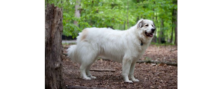 Пиренейская горная собака (Большая пиренейская собака) / Pyrenean Mountain Dog (Great Pyrenees)