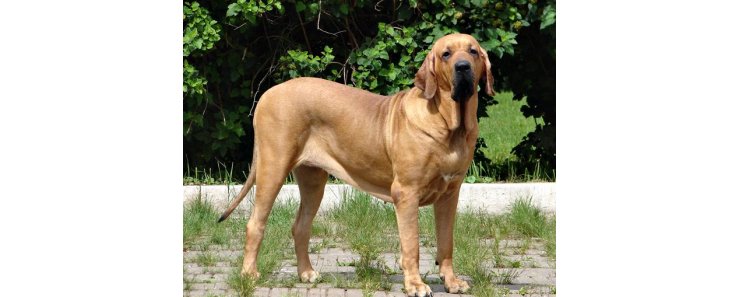 Фила бразилейру (Бразильская фила, бразильский мастиф) / Fila Brasileiro (Brazilian Mastiff)