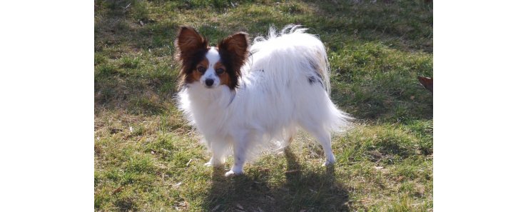 Папильон (Континентальный карликовый спаниель) / Papillon (Epagneul Nain Continental Papillon, Continental Toy Spaniel Papillon)