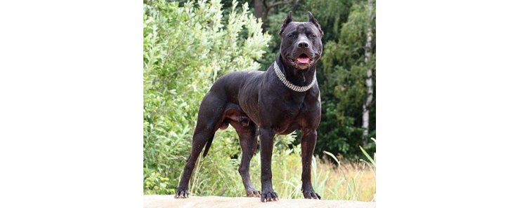 Питбуль (Американский питбультерьер) / American Pit Bull Terrier (American Pit Bull, Pit Bull Terrier)