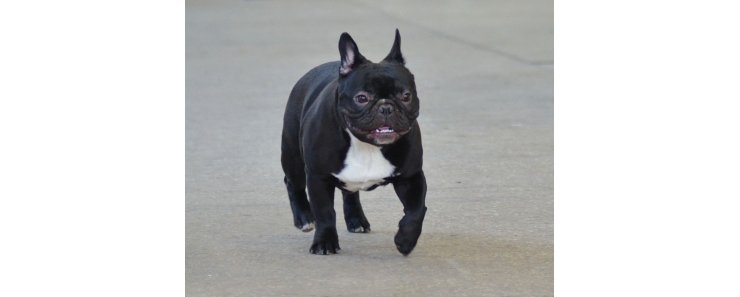 Французский бульдог / Bouledogue Francais (French Bulldog)