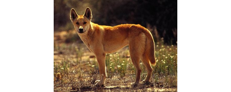 Австралийский динго / Dingo (Australian Native Dog)