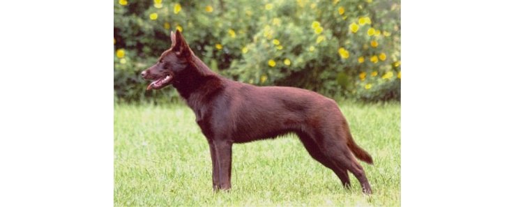 Австралийский келпи / Australian Kelpie