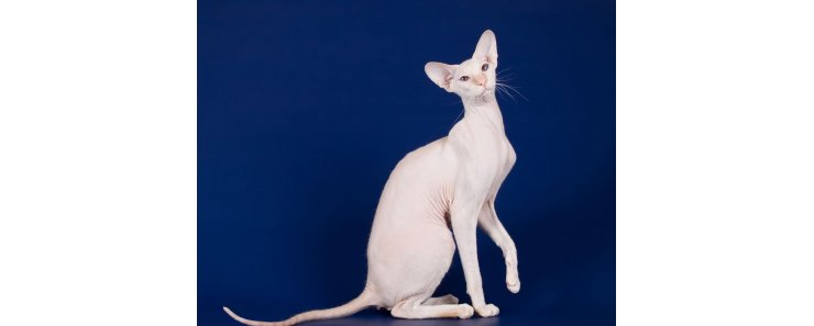 Петерболд (Петербургский сфинкс) / Peterbald Cat