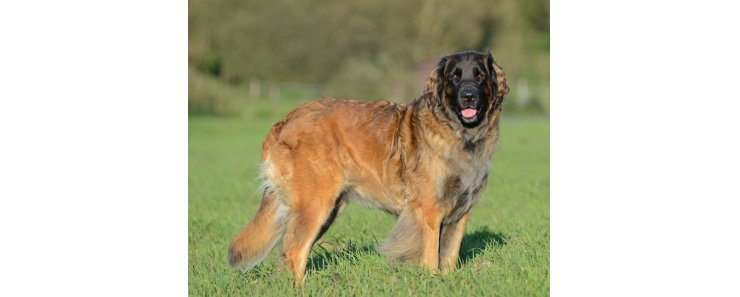 Леонбергер / Leonberger