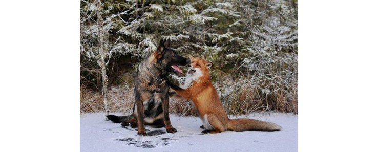 Норвежский фотограф напишет книгу о дружбе собаки и лиса