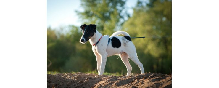 Гладкошерстный фокстерьер / Smooth Fox Terrier