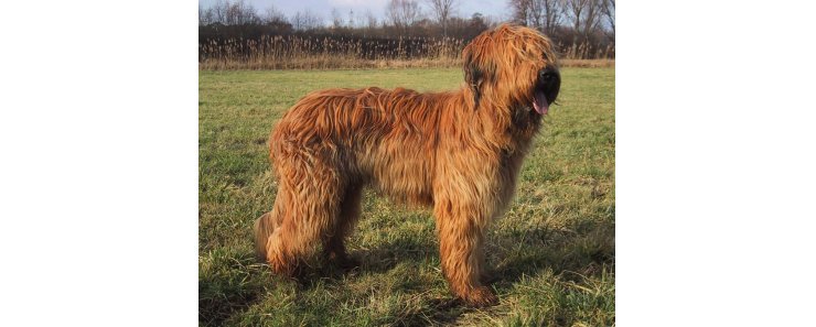 Бриар (Французская овчарка) / Briard (Berger Briard, Berger de Brie)