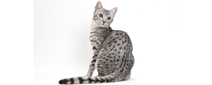 Египетская мау / Egyptian Mau