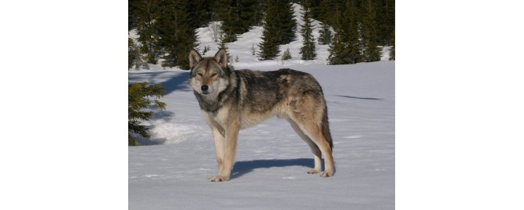 Волчья собака Сарлоса (Сарлос, сарлосская волчья собака) / Saarlooswolfhond (Saarloos Wolfdog)