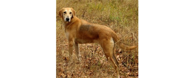 Русская гончая / Russian Hound