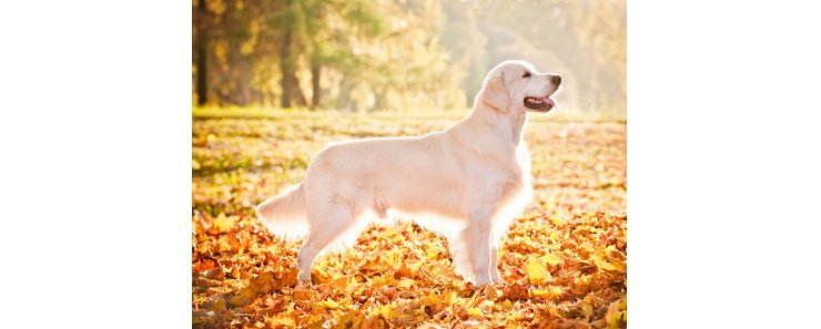 Золотистый ретривер (Голден ретривер) / Golden Retriver