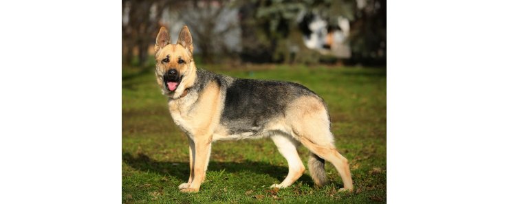 Восточноевропейская овчарка (Востарь, восточник) / East European Shepherd