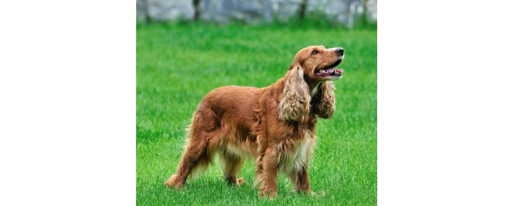 Английский кокер-спаниель / English Cocker Spaniel