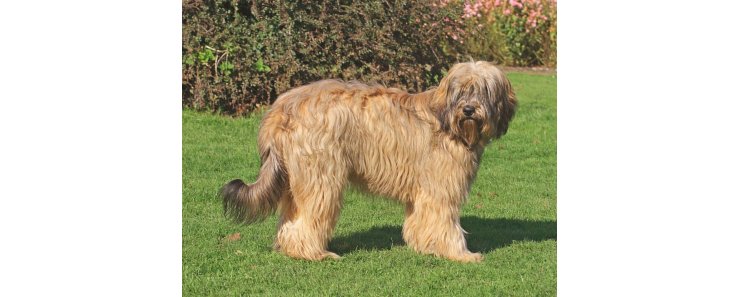 Каталонская овчарка (Гос д'Атура) / Catalan Sheepdog (Perro de Pastor Catalon, Gos d'Atura Catala)