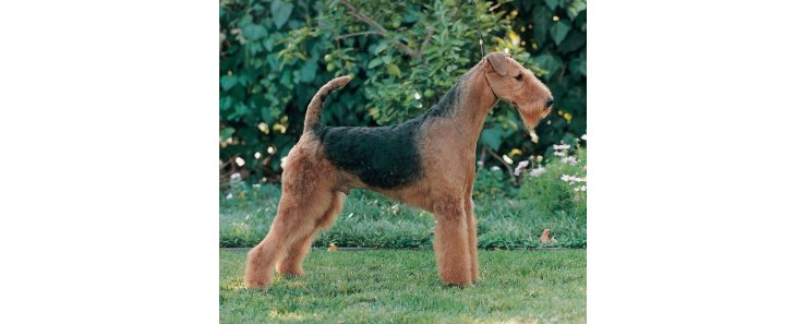 Эрдельтерьер / Airedale Terrier (Bingley Terrier, Waterside Terrier)