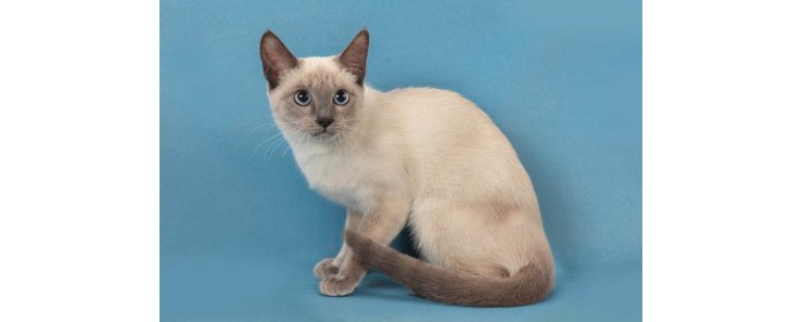 Тайская кошка / Thai Cat (Old-Style Siamese)