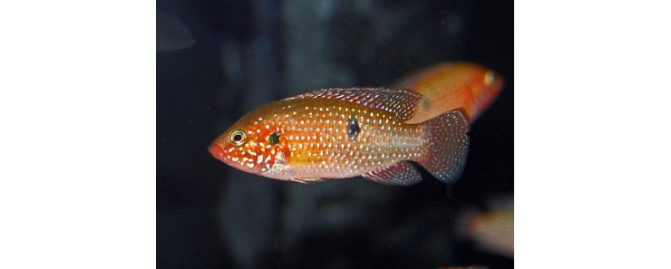 Хромис-красавец / Hemichromis Bimaculatus