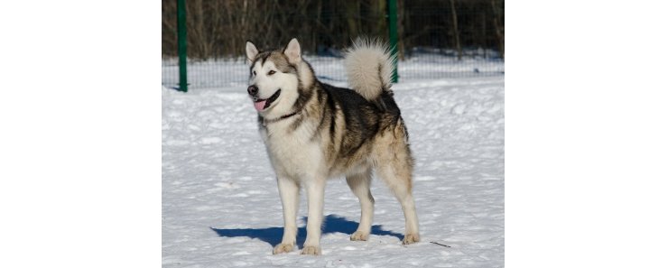 Маламут (Аляскинский маламут) / Alaskan Malamute