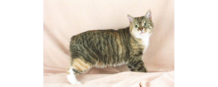 Мэнкс (Мэнская бесхвостая кошка, манкс) / Manx Cat