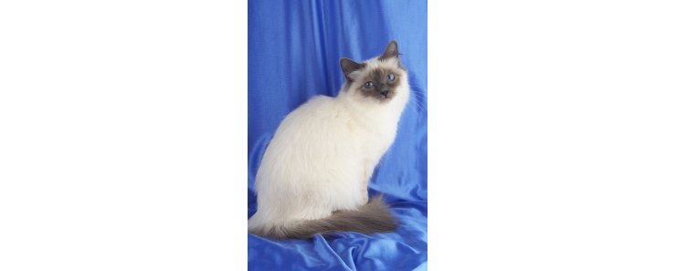 Священная бирма (Бирманская кошка) / Birman Cat