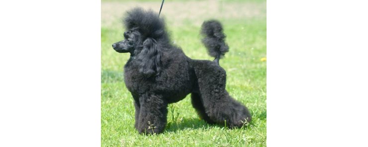 Пудель / Poodle