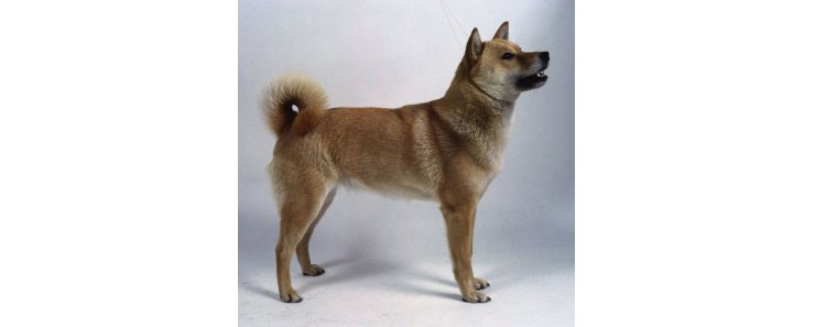 Айну (Хоккайдская собака, хоккайдо) / Ainu Dog (Hokkaido Dog, Ainu Ken)