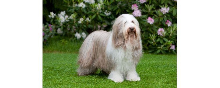 Бородатая колли (Бердед колли) / Bearded Collie