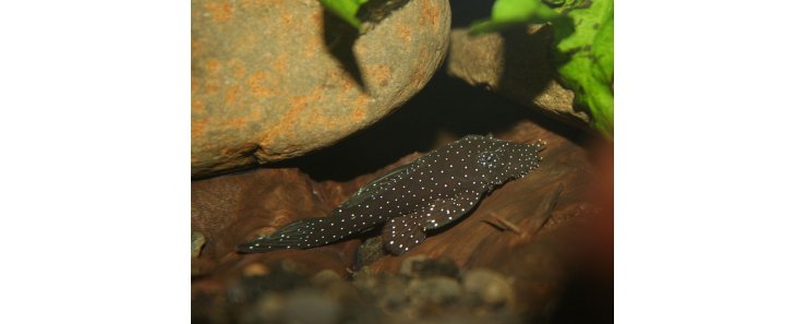 Анцитрус (Простой анцистр, обыкновенный анцитpус) / Ancistrus Dolichopterus (Bristle-Nose Plecostomus)