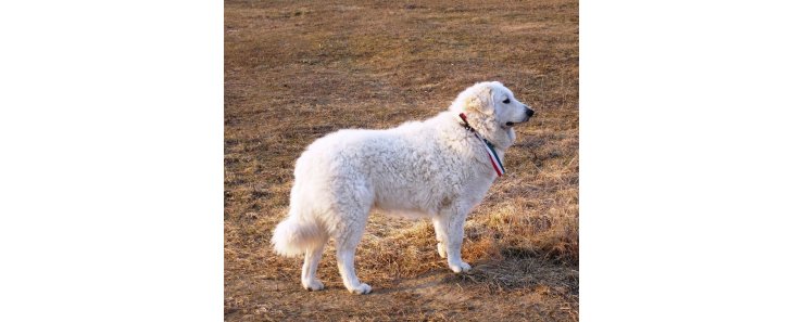 Венгерский кувас (Кувас) / Kuvasz