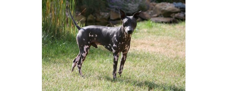 Американский голый терьер / American Hairless Terrier