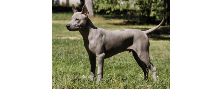 Тайский риджбек / Thai Ridgeback (Mah Thai)