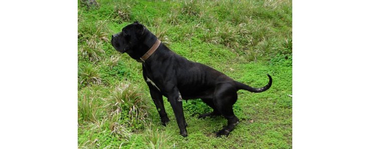 Канарская собака (Канарский дог, перро де преса канарио) / Perro de Presa Canario (Canary Dog, de Presa Canario, Dogo canario)